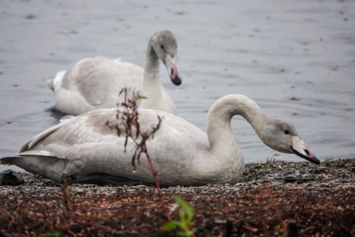 Two juvenile whooper swans on the mere at WWT Martin Mere